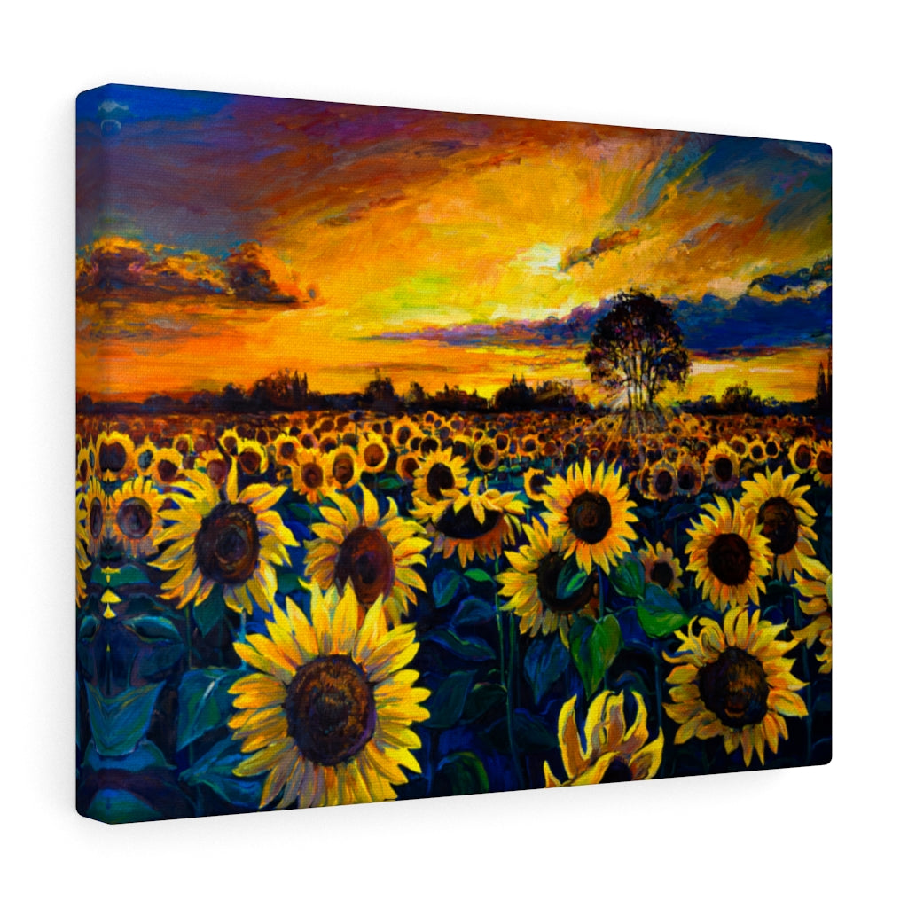 Sunflower Field Sun Landscape