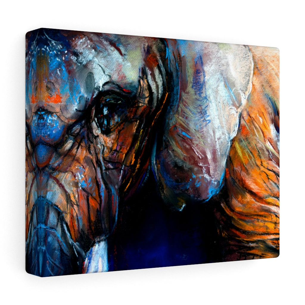 Elephant Eye Vivid