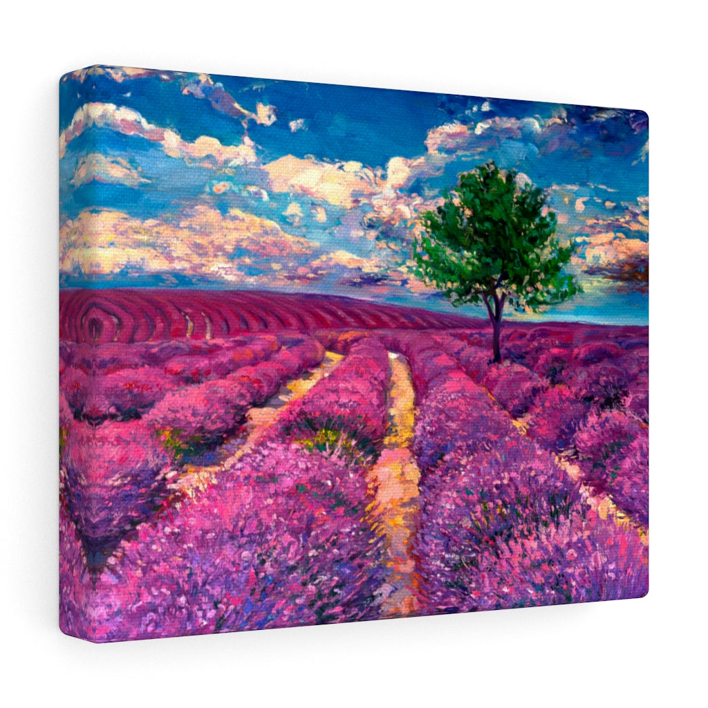 Lavender Field